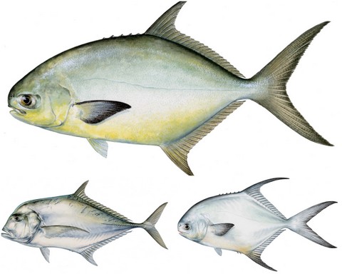 Pompano, Permit and African Pompano Regulations and Fishing Rigs