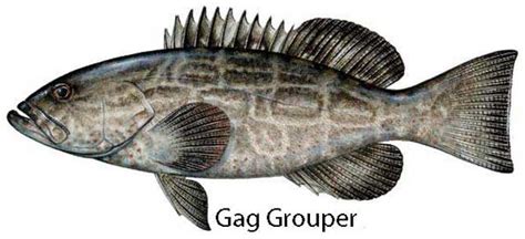 gag grouper best lures to use skylinejigs