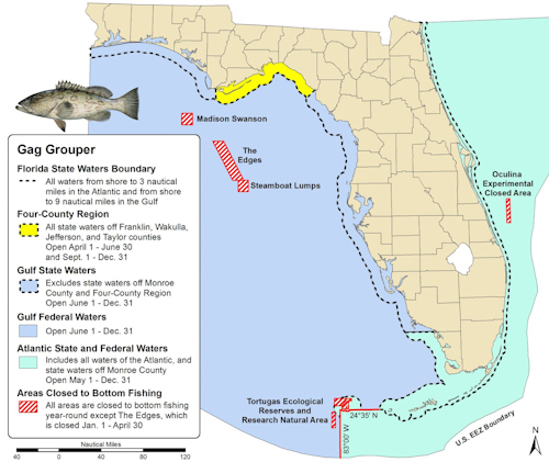 Knowing Gag Grouper Regulations 