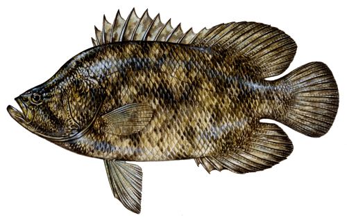 tripletail regulations