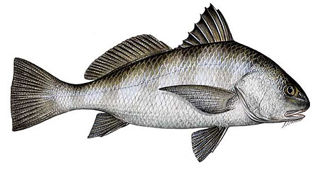 Florida Recreational regulations for Black Drum