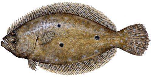 Recreational and Commercial Florida Flounder regulations