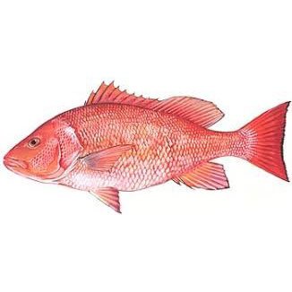 Red Snapper Fishing opens Six additional Days - Skyline Fishing Comapny